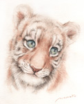 amur-tiger@Ղ̊G@L̏ёEG@ʉ@watercolor-cat-no.12