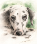 ߂_VA@̊G@ʉ@watercolor-dalmatian-dog-16