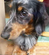 WF[V@̍^XD@jane VII-Miniature dachshund