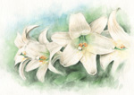 ̉Ԍt͏EЌ@@̉Ԃ̊G@ʉ@easter lily watercolor