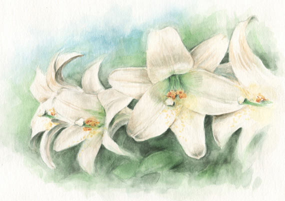 <font size="-1̉Ԍt͏EЌ@@̉Ԃ̊G@ʉ@easter lily watercolor