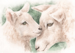 ̂@Dr̐eq@ʉ@sheep-love-watercolor