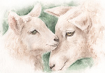 ̂@Dr̐eq@ʉ@sheep-love-watercolor