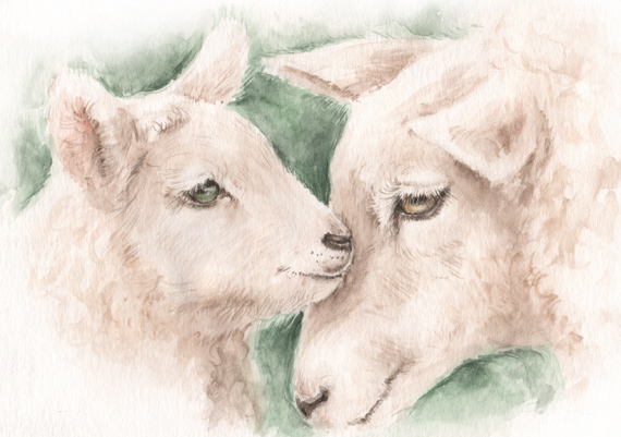 ̂@Dr̐eq@ʉ@sheep-love-watercolor