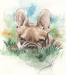 ̒̃{XgeA@̎GEё@yʃXPb`boston-terrier-pen-watercolor-sketch