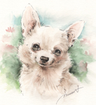 炵`@̎GEё@yʃXPb`@chihuahua-pen-watercolor-sketch