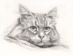 zXL̊G@MEGEё@pencil-cat-portrait