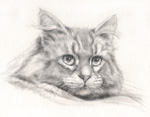 凛々しい猫の絵 鉛筆画・似顔絵・肖像画 pencil-cat-portrait 凛々しい猫の絵 鉛筆画・似顔絵・肖像画 pencil-cat-portrait