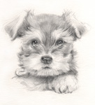 ̊G@M@pencil-dog